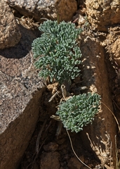 Lomatium mohavense