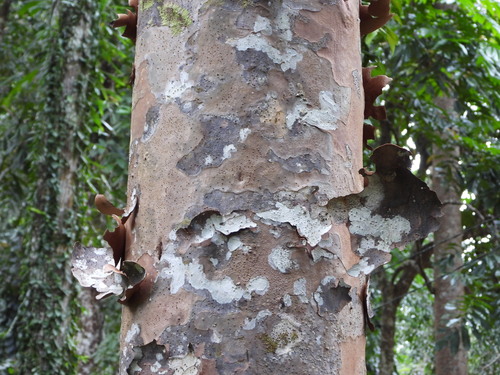 Western New Guinea kauri (Agathis labillardierei)