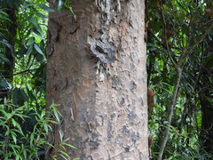 Dammar (Agathis labillardierei)