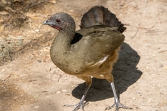 Plain Chachalaca photo 4