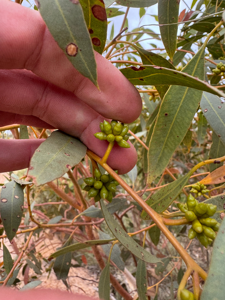 Eucalyptus obesa 2