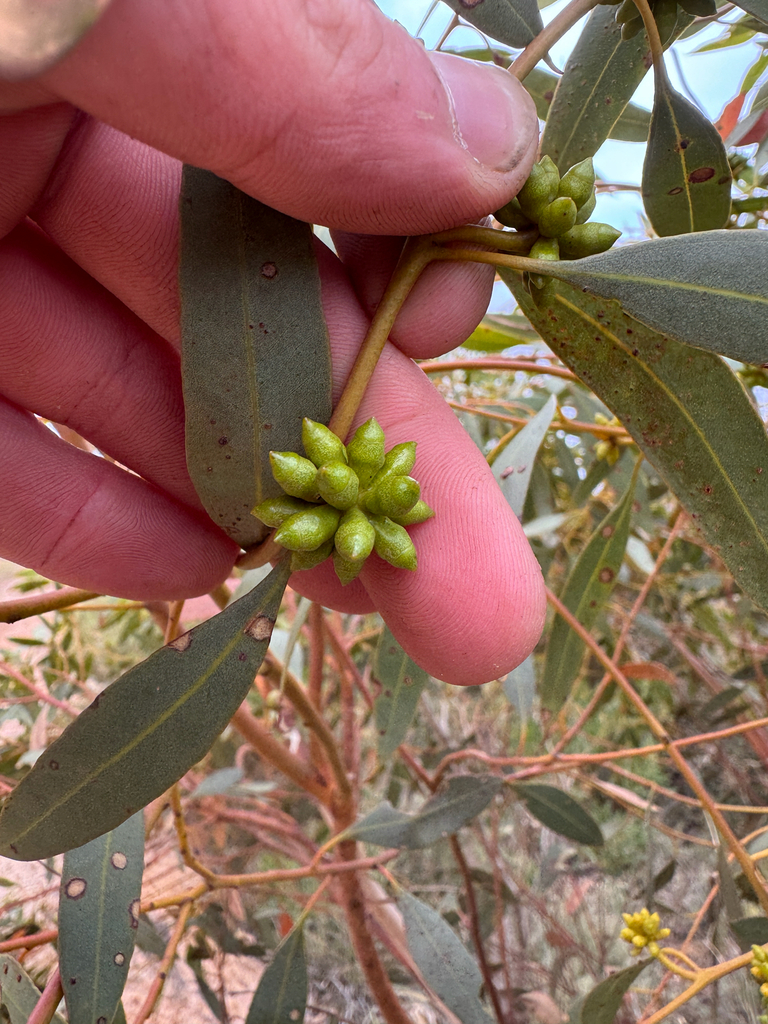 Eucalyptus obesa