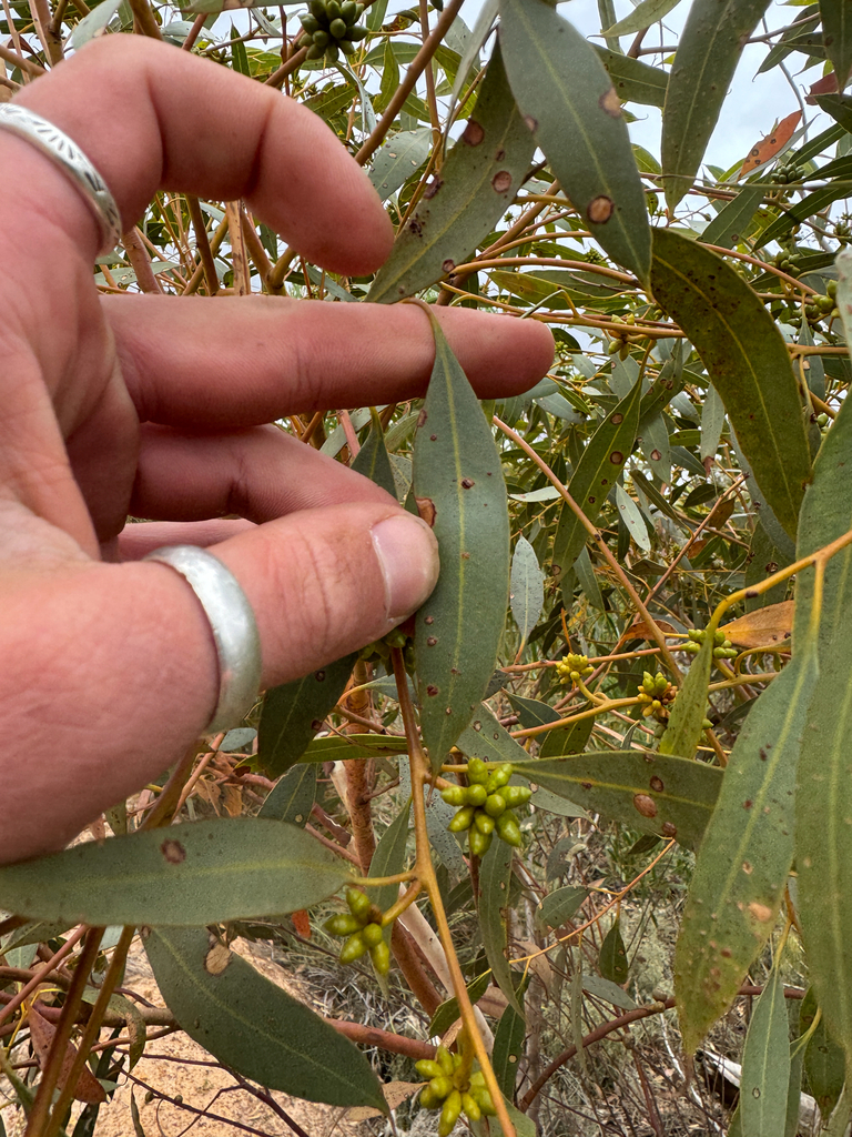 Eucalyptus obesa 3