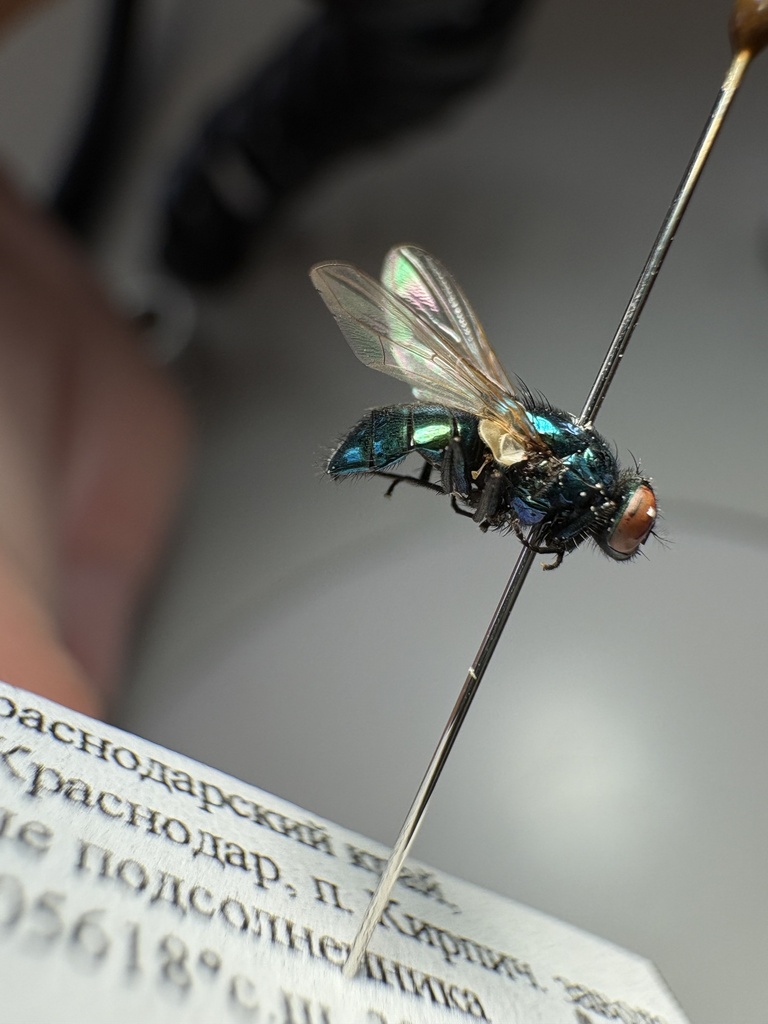 Pyrellia vivida