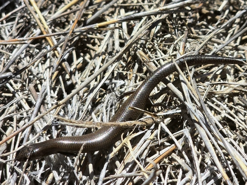 Triodia Earless Skink, Hemiergis millewae