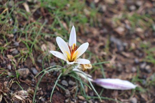 Crocus fleischeri