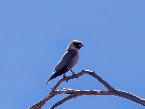 Black-faced Woodswallow (Artamus cinereus)