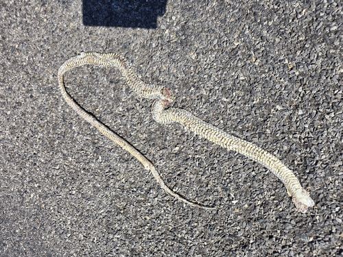 Eastern Brown Snake