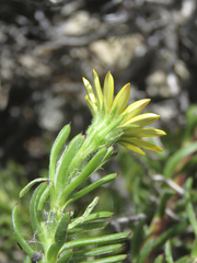 Osteospermum subulatum