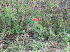Lantana camara image