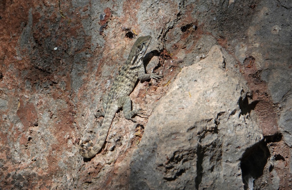 Leiocephalus carinatus aquarius