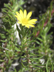 Osteospermum subulatum