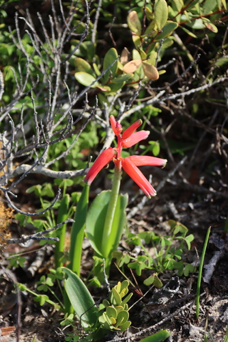 Red Viooltjie (Lachenalia bulbifera)