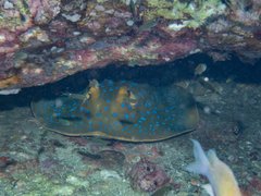 Blue-spotted ribbontail ray