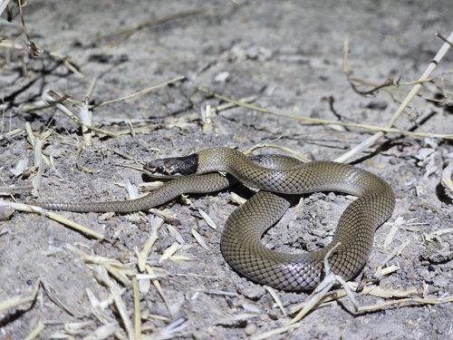Curl Snake