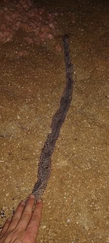 Gray Ratsnake