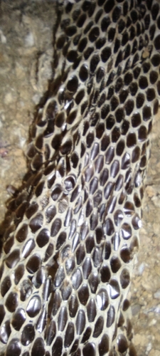 Gray Ratsnake