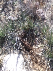 Agave schottii schottii