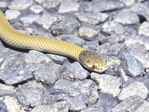 Curl Snake