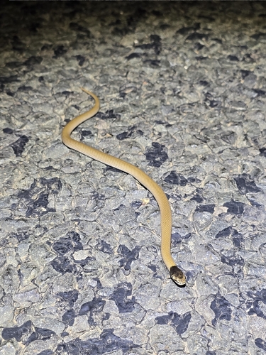 Curl Snake