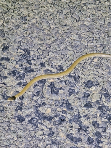 Curl Snake