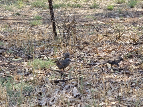 Apostlebird (Struthidea cinerea), photo 2