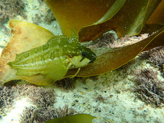 Betty's Bay Klipfish photo 1