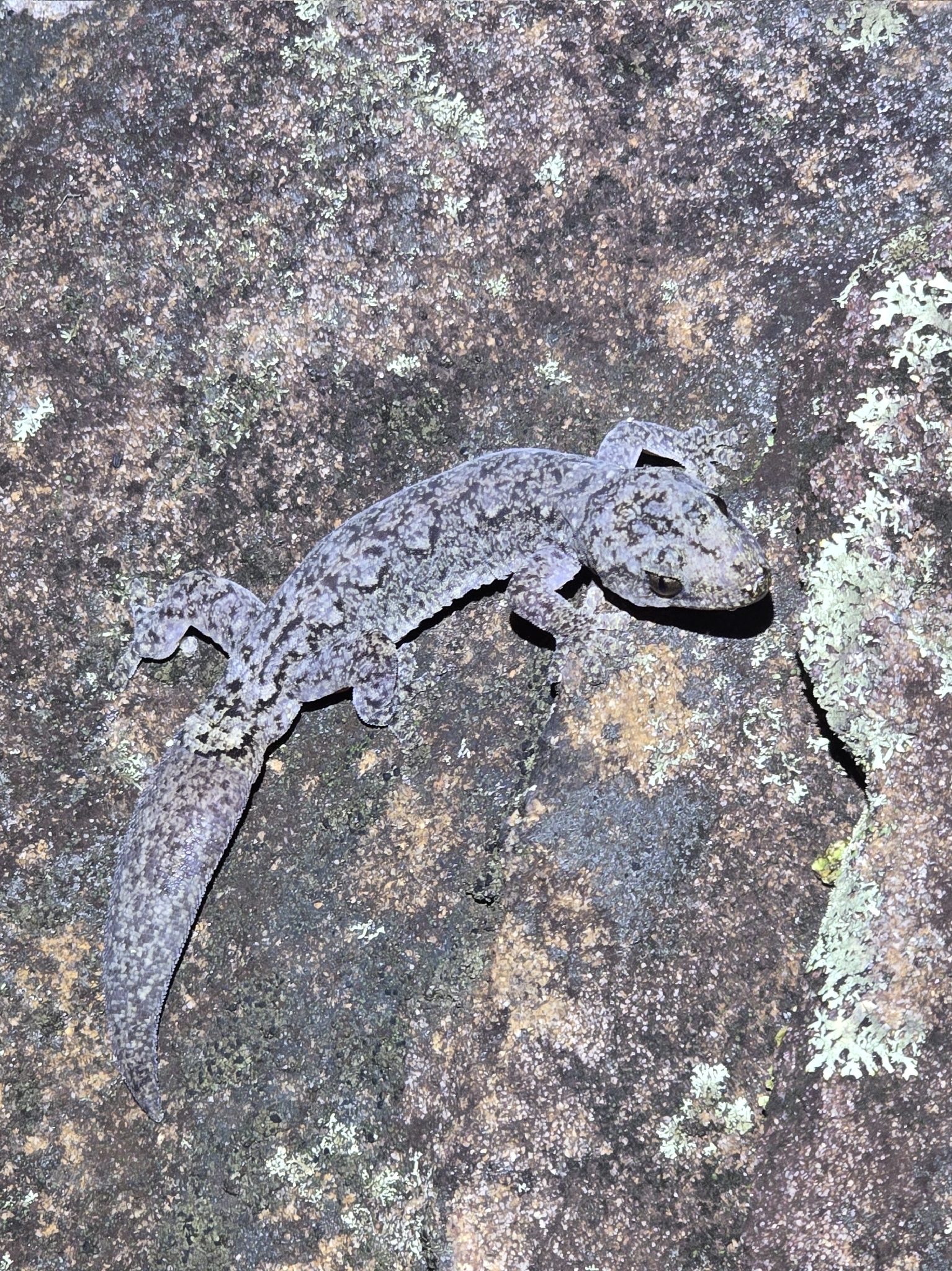 Cape York Zigzag Gecko, Amalosia capensis