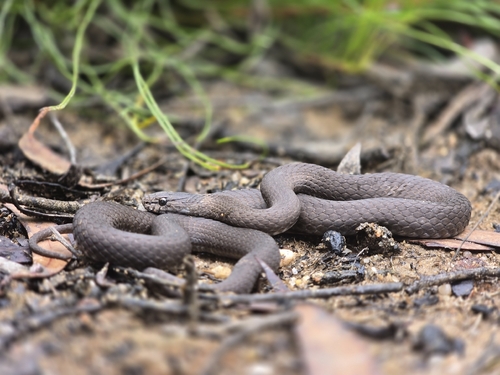 Mustard-bellied Snake