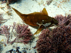 Betty's Bay Klipfish photo 2