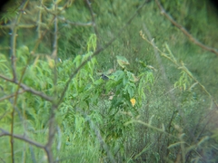 Pardirallus maculatus