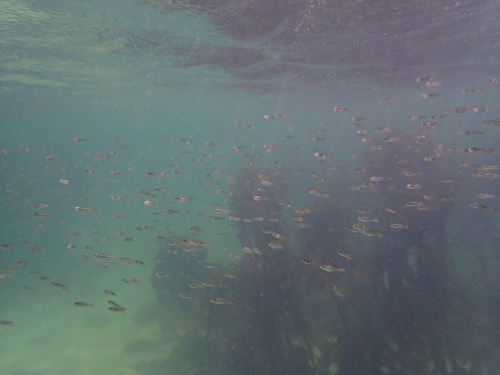 Cape silverside (Atherina breviceps) — Atherinidae — 4
