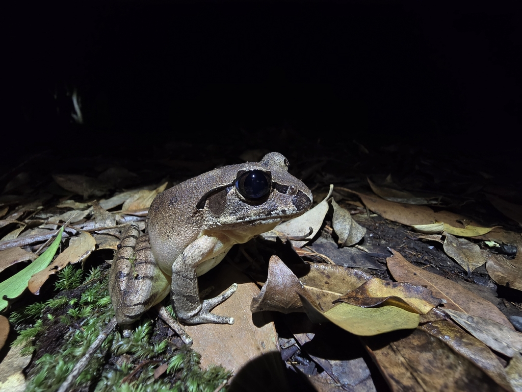 Southern Stuttering Frog (Mixophyes australis)