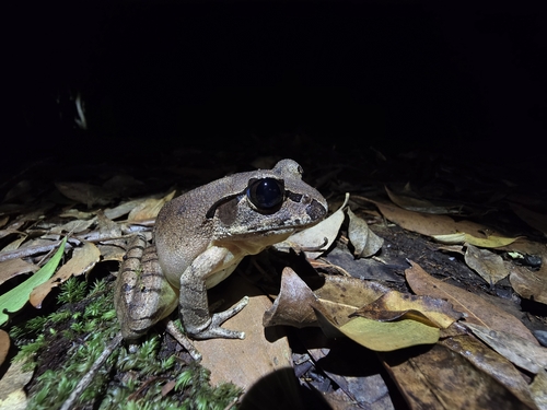 Southern Stuttering Barred Frog, Mixophyes australis
