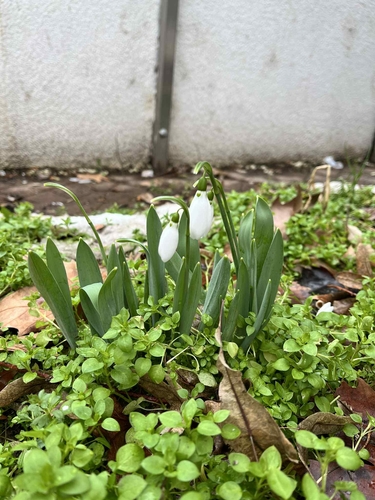 greater snowdrop