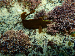 Peacock Klipfish photo 2