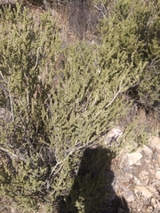 Mortonia scabrella