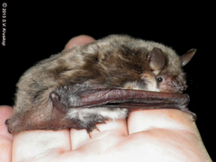 Myotis dasycneme