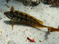 Betty's Bay Klipfish photo 3