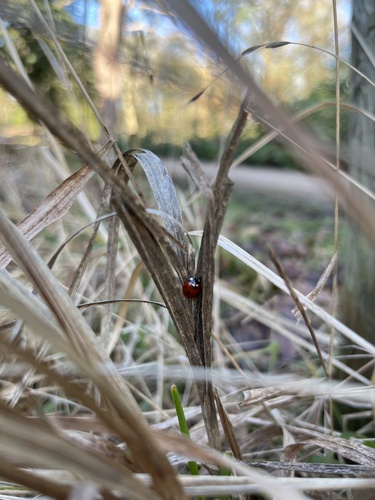 Seven-spotted Lady Beetle
