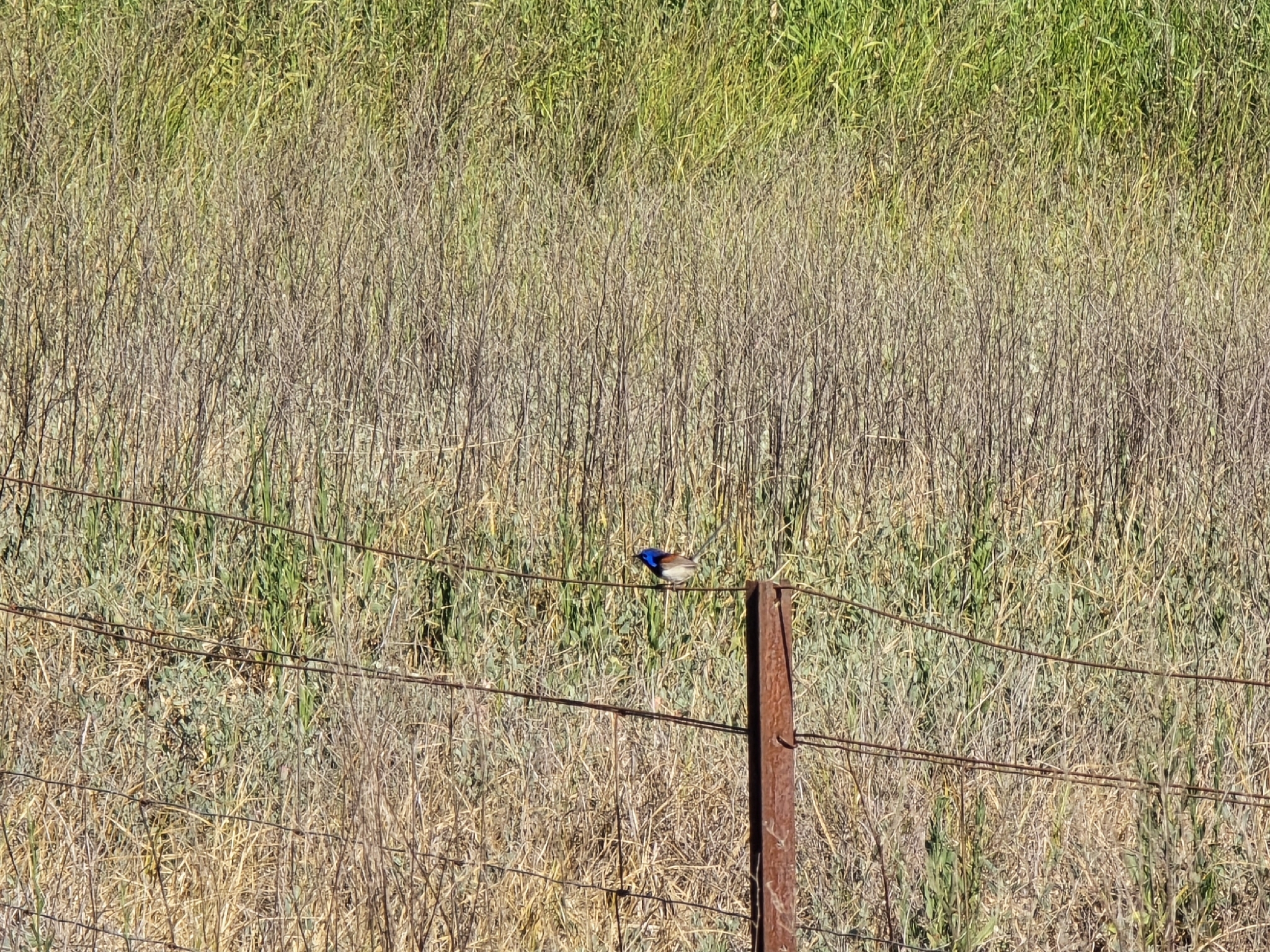 Purple-backed Fairywren (Malurus assimilis), photo 1