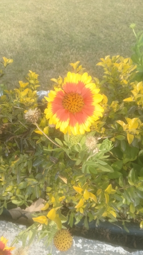 firewheel