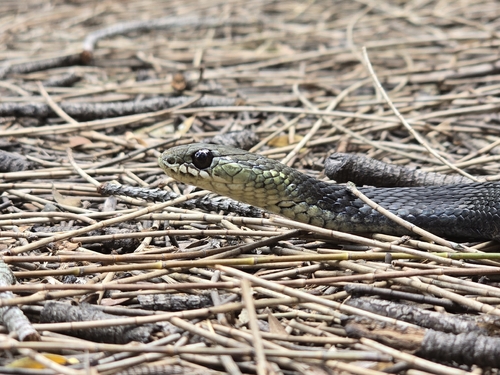 Marsh Snake