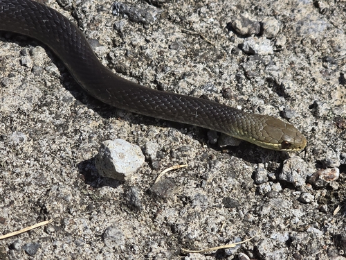 Marsh Snake
