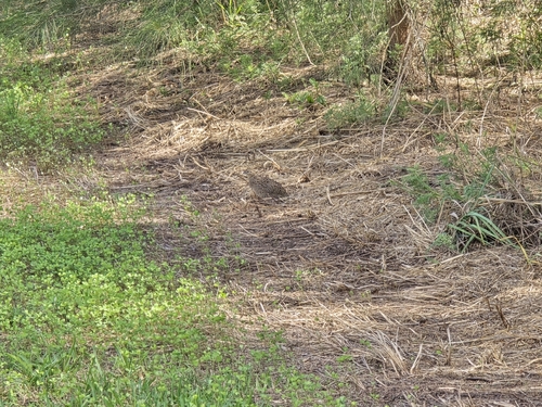 Brown Quail (Synoicus ypsilophorus), photo 5