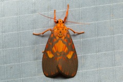 Ammatho roseororatus