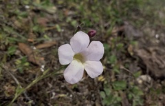 Asystasia gangetica