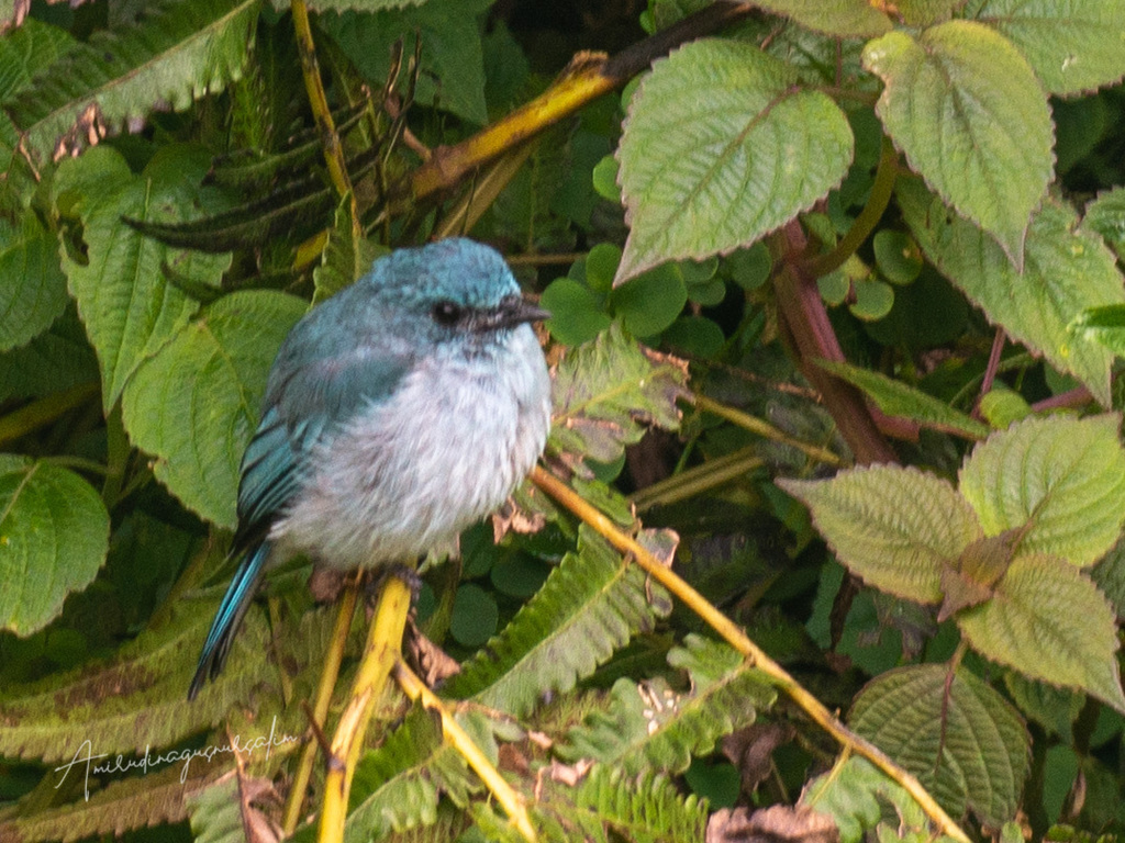 Island Flycatcher (Eumyias panayensis)