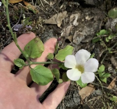 Asystasia gangetica