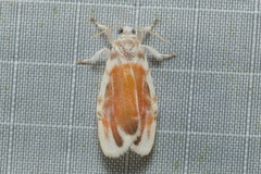 Nephelomilta chalcedona